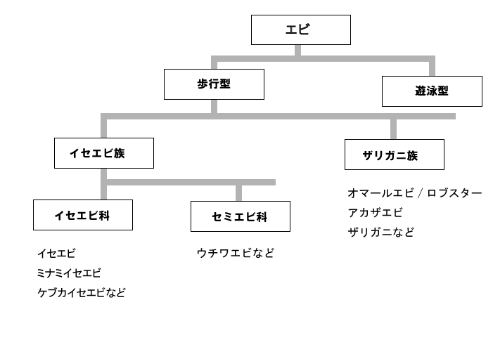 イセエビとロブスターの分類 生態 株式会社インターナショナルist 伊勢海老 ロブスター オマール海老 鮑の輸入卸販売